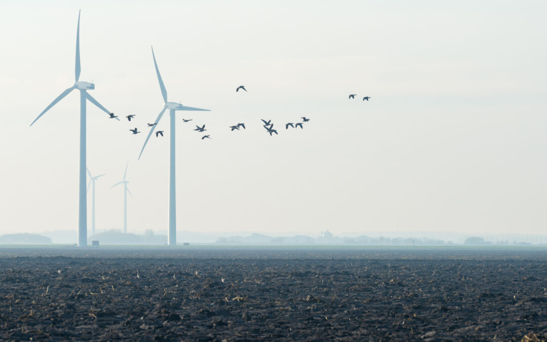 Schadelijk voor (roof)vogels